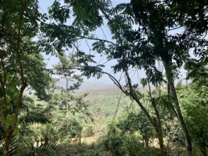 PAYSAGE 9